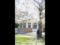 桜舞う恋　高梨瑞樹